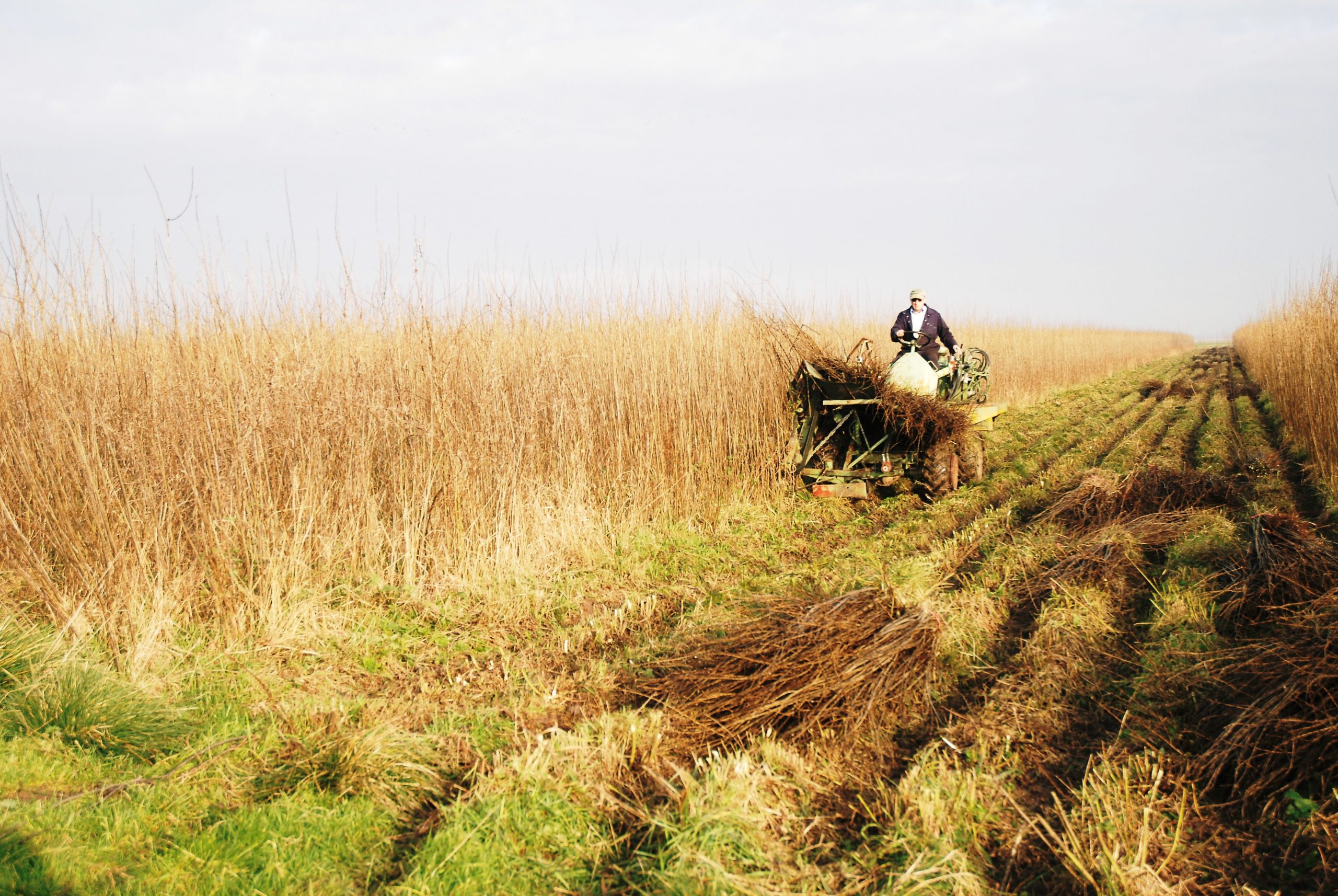 willow harvesting on the Somerset levels