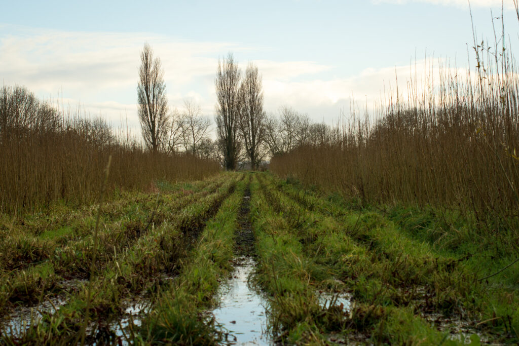 Willow bed