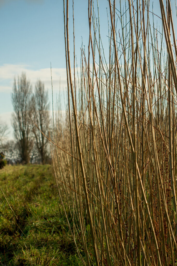 Willow growing