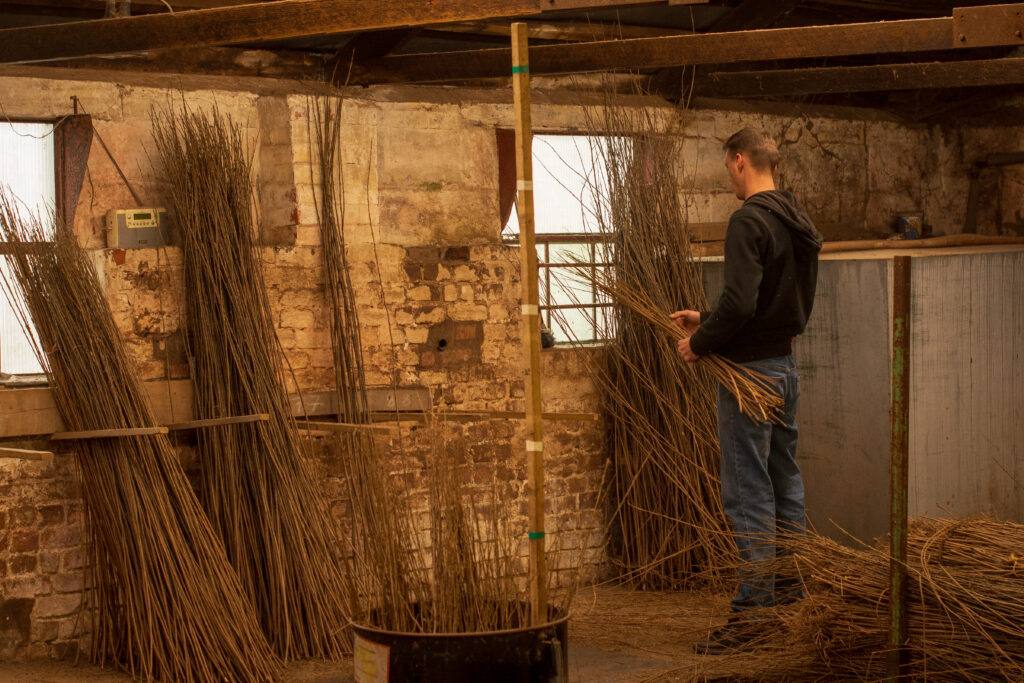 Sorting willow