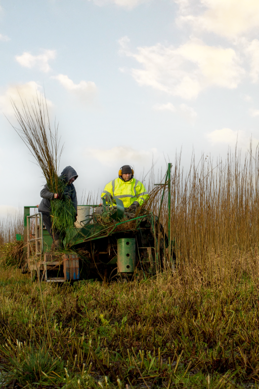 Willow harvesting