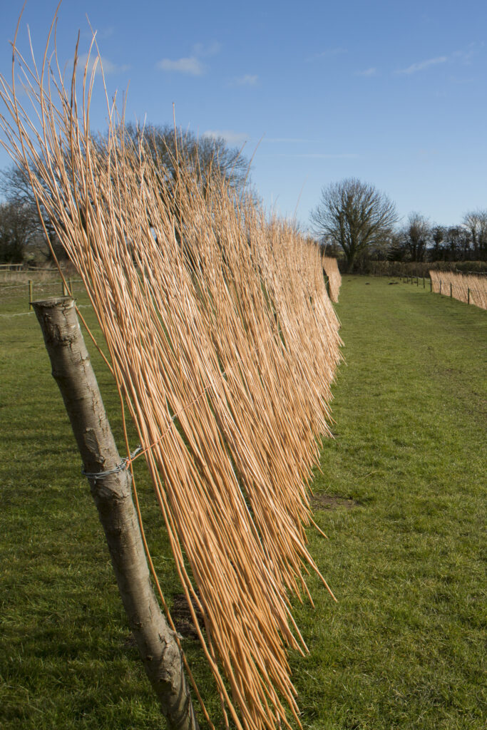 Willow drying in the sun