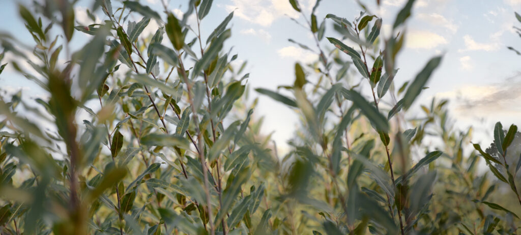 Willow growing