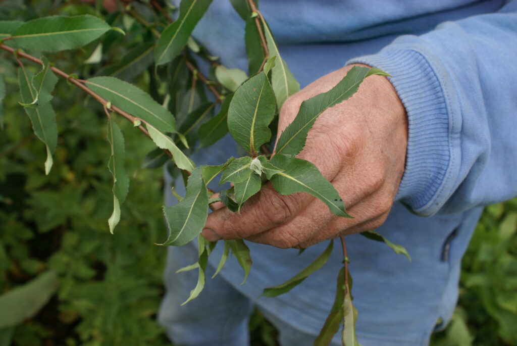 Willow leaves close up